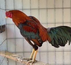 Black Breasted Red Aseel