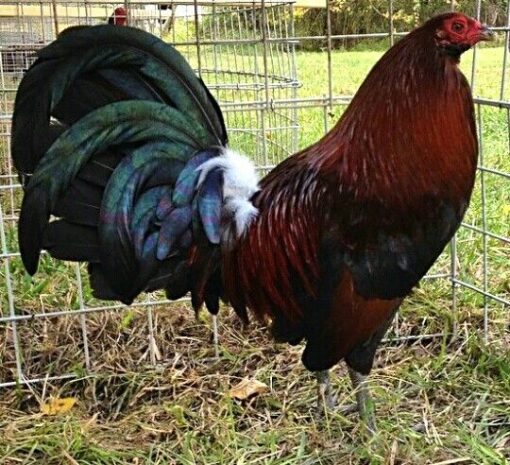 Dark Hatch cock