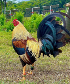 American Gamefowl – Premium Heritage Breed