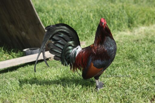 Dark Hatch cock