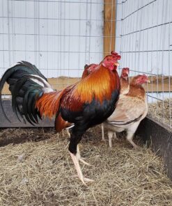 Cardinal Kelso Gamefowl – Elite Bloodline