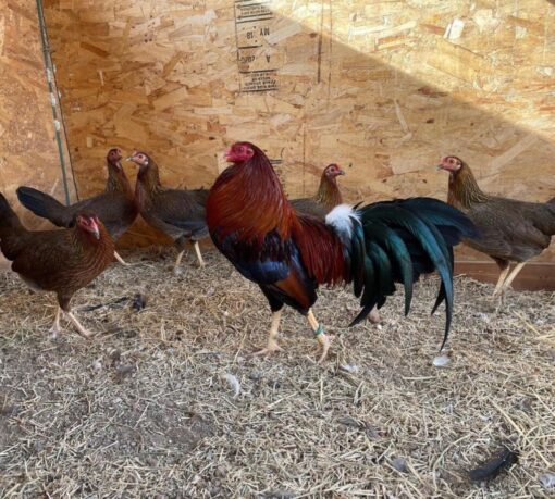 Cardinal Kelso Gamefowl