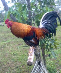 Peruvian Rooster