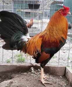 Kelso Game Fighting Fowl